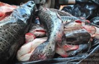 15/08/2015 Sema apreende 341 kg de pescado irregular em menos de 24h no município de Luciara