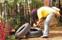 12/10/2015 - MT possui 75 cidades com alta incidência de casos de dengue  