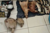 21/10/2015 - Polícia Militar prende suspeitos de crimes ambientais no Norte Araguaia