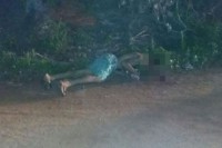 03/12/2015 - Suspeitos matam jovem com 9 tiros na madrugada em Várzea Grande  