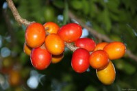 04/01/2016 - Criança morre engasgada com caroço de seriguela na Barra 