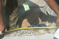 16/03/2016 - Fiscalização apreende 22,6 kg de pescado irregular  