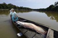 17/03/2016 - Programa para manejo e proteção do pirarucu é implantado em São Félix do Araguaia  