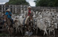 19/03/2016 - Expedição vai mostrar a pecuária em todas as regiões de Mato Grosso 