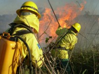 31/03/2016 - Ibama irá realizar seleção em abril para contratar 1.019 profissionais temporários