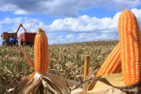 31/03/2016 - Expectativa de boa safra de milho anima produtores do Norte Araguaia  
