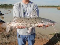 26/04/2016 - Projeto Piscicultura no Araguaia será tema de debate entre autoridades governamentais durante 8ª Dinâmica 