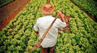 06/05/2016 - Ribeirão Cascalheira realiza 3ª Feira da Agricultura Familiar 