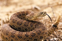 24/06/2016 - Saúde alerta população para a falta de soro antiofídico no estado