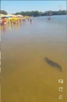 29/07/2016 - Jacaré é flagrado na praia de Aragarças por banhistas
