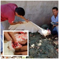 31/05/2017 - Homem mata Tuiuiú no tiro por estar comendo peixes de sua chácara 