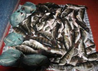 21/06/2017 - Rio das Mortes/Araguaia - Cinco pessoas foram presas com 102 kg de pescado irregular 