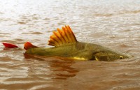 14/07/2017 - Araguaia é parque de diversão para turista-pescador 