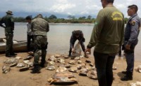07/11/2017 - Novo Santo Antônio - Operação apreende 60 tartarugas provenientes de pesca depredatória 