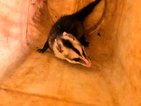 04/05/2026 - Gambá invade casa e serpente é encontrada dentro de máquina em MT