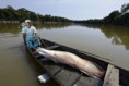 17/03/2016 - Programa para manejo e proteção do pirarucu é implantado em São Félix do Araguaia  
