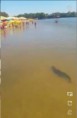 29/07/2016 - Jacaré é flagrado na praia de Aragarças por banhistas