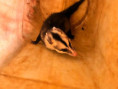 04/05/2026 - Gambá invade casa e serpente é encontrada dentro de máquina em MT